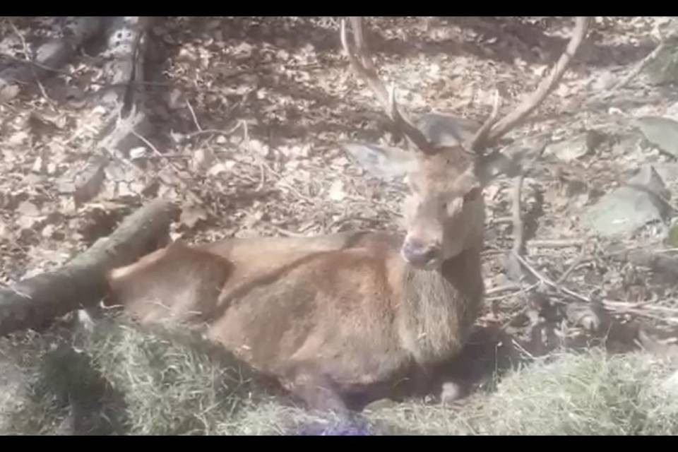 Le ultime immagini del cervo prima di morire: "Stava bene"