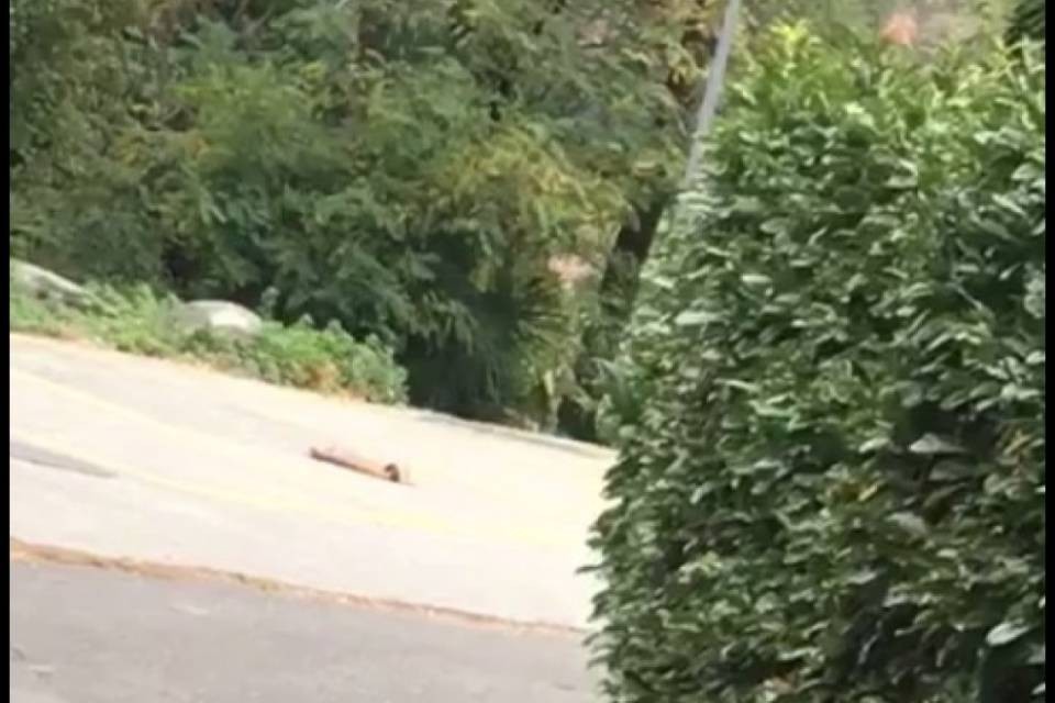 Losone, il video della ragazza prima di essere aggredita