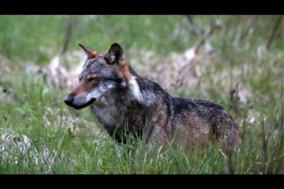 Nuovo lupo in Svizzera: si chiama F34