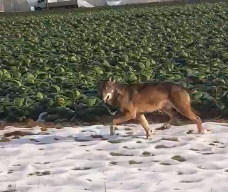 Screenshot video