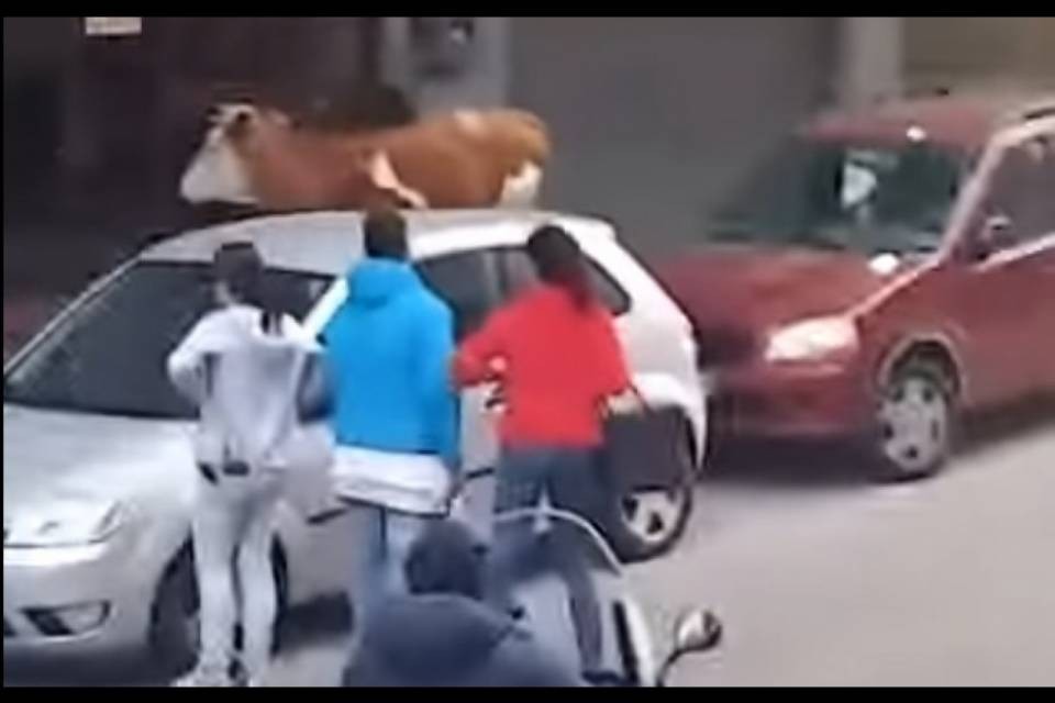 Una mucca semina il panico a Messina
