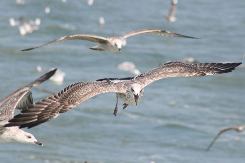 Novità a Locarno: dal mare sono arrivati i gabbiani reali