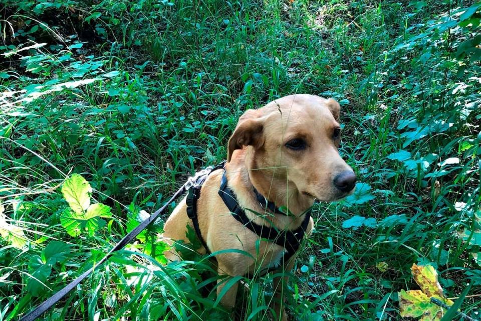 Yuna, il cane poliziotto di 4 anni. Foto Polizia cantonale dei Grigioni