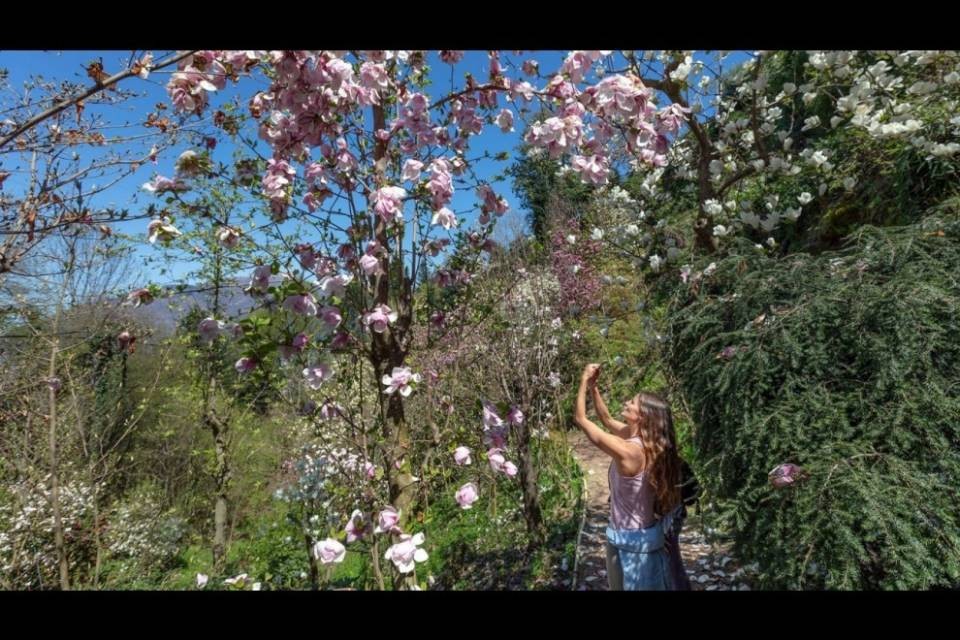 Flower Walks: scoprire piante e fiori camminando, anche in Ticino