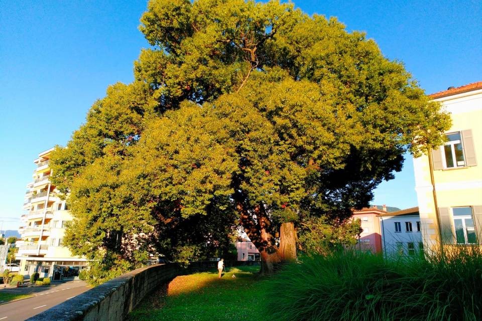 Foto Fratello Albero
