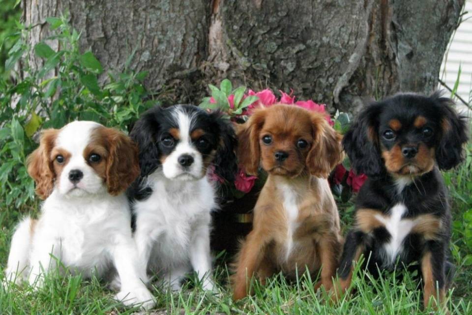 Bellinzona: arriva il Dog Park