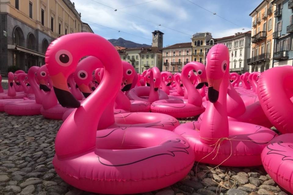 I fenicotteri di Locarno "migrano" al Vanilla