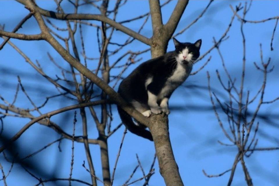 Micio messo in salvo da 25 metri