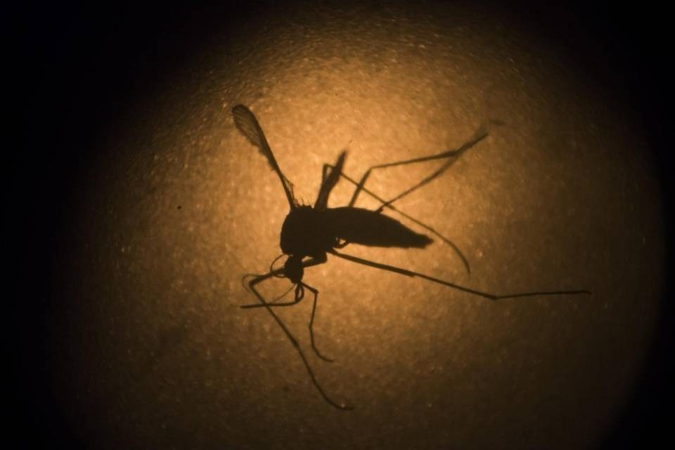 Zika: Dichiarata emergenza internazionale