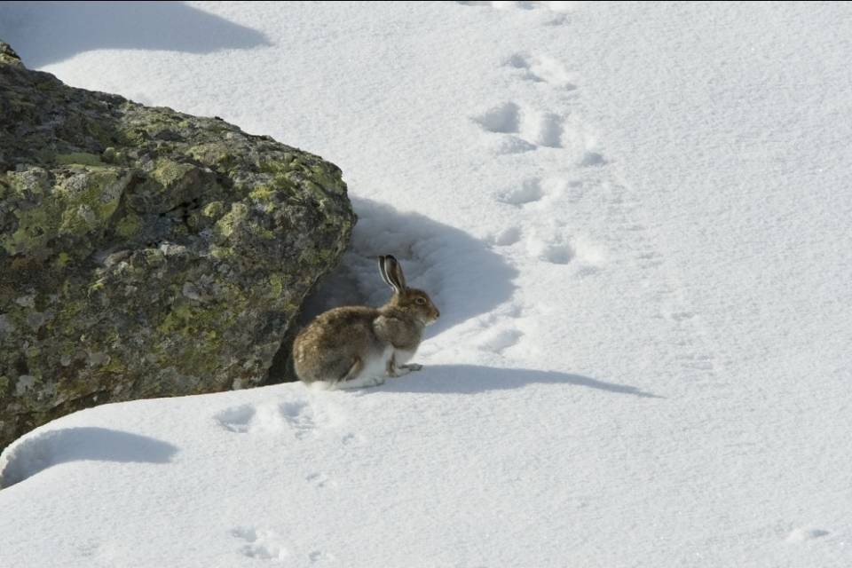 Cambiamenti climatici: le lepri soffrono anche in Svizzera...