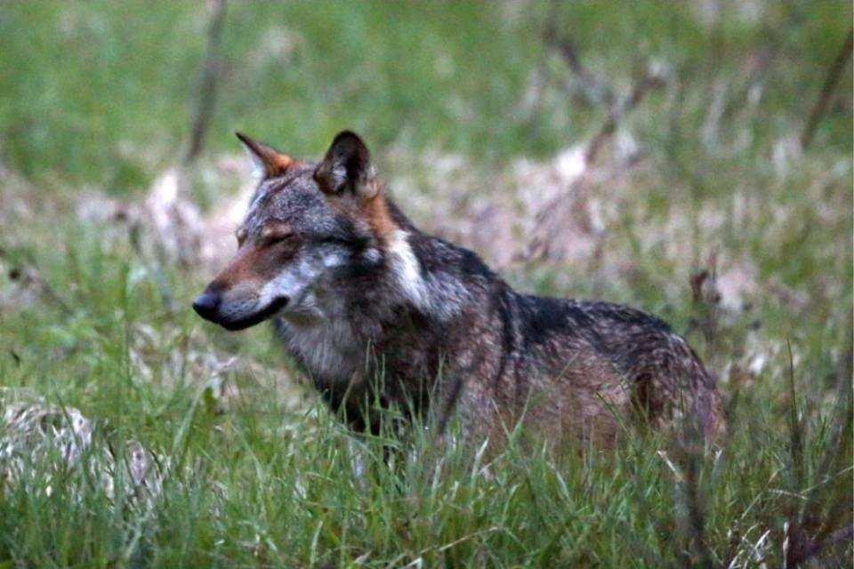 Valcolla: lupo o cane?