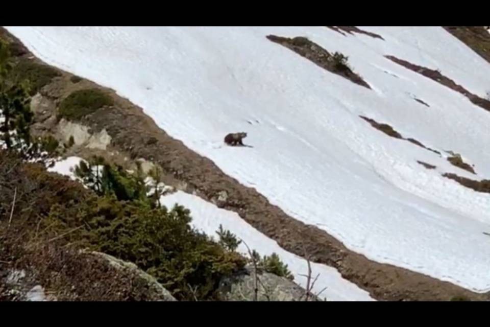 Turiste incontrano un orso in Vallese