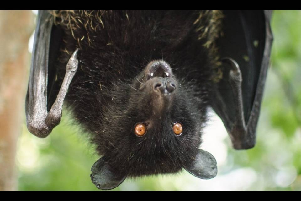 Salvano un pipistrello infetto, nessun sintomo della rabbia