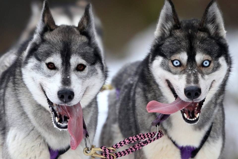 Torna l'appuntamento con i cani da slitta