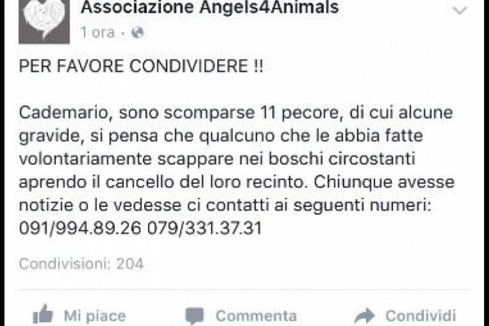 Undici pecore sparite da Cademario