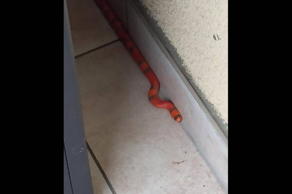 "Aiuto, quel serpente non è mio"