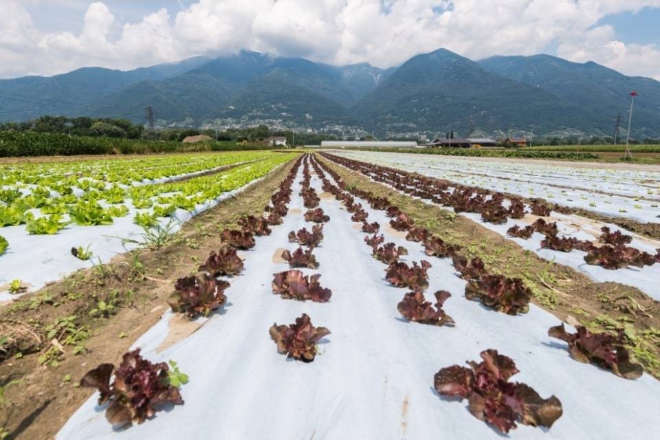 Anche al banco delle verdure tutto è cambiato