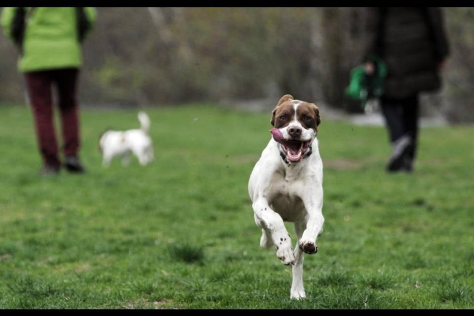 Nuovo Dog Park a Lugano