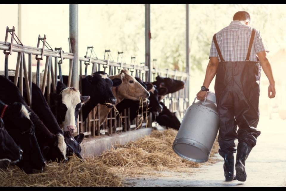 Troppe sovvenzioni per i controlli della qualità del latte
