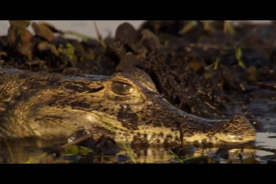C'è (forse) un caimano nell'Hallwilersee