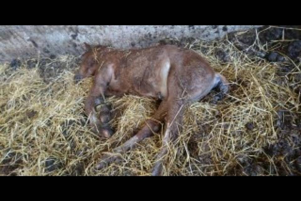 L'allevatore di Hefenhofen ha animali anche nei Grigioni