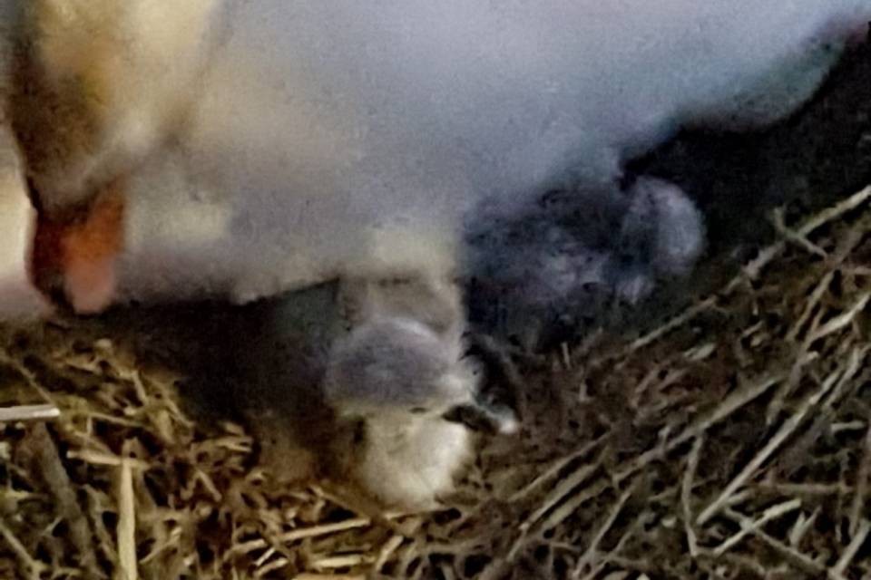 Che spettacolo! Si schiudono le uova del cigno di Muralto...