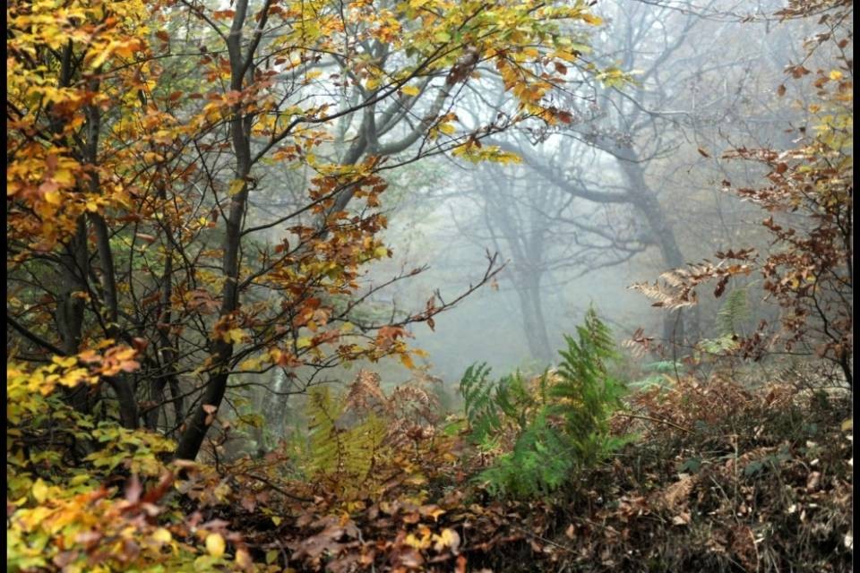 Cadro, scovati migliaia di euro nel bosco