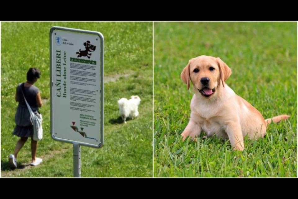 "A Locarno ci vuole un'altra zona per cani"
