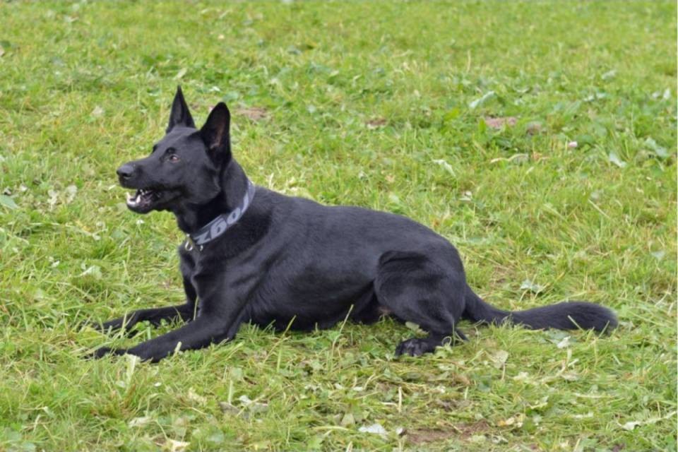 Follia: cane abbandonato dentro un sacco
