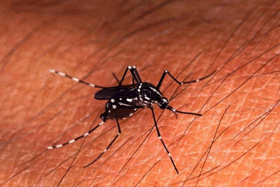 "È vero, il problema delle zanzare è acuto"