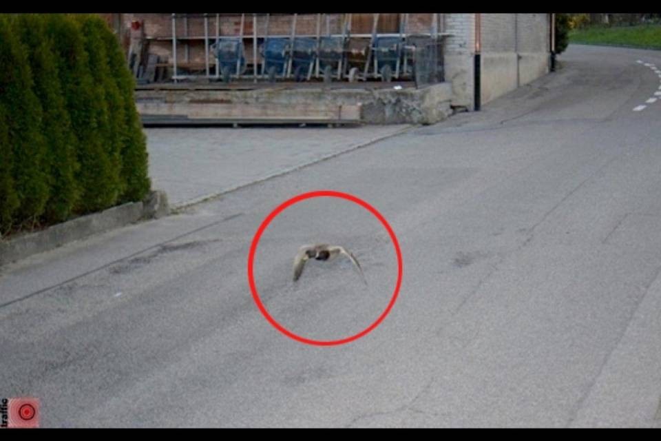 Anatra "beccata" a 52km/h in Zona 30