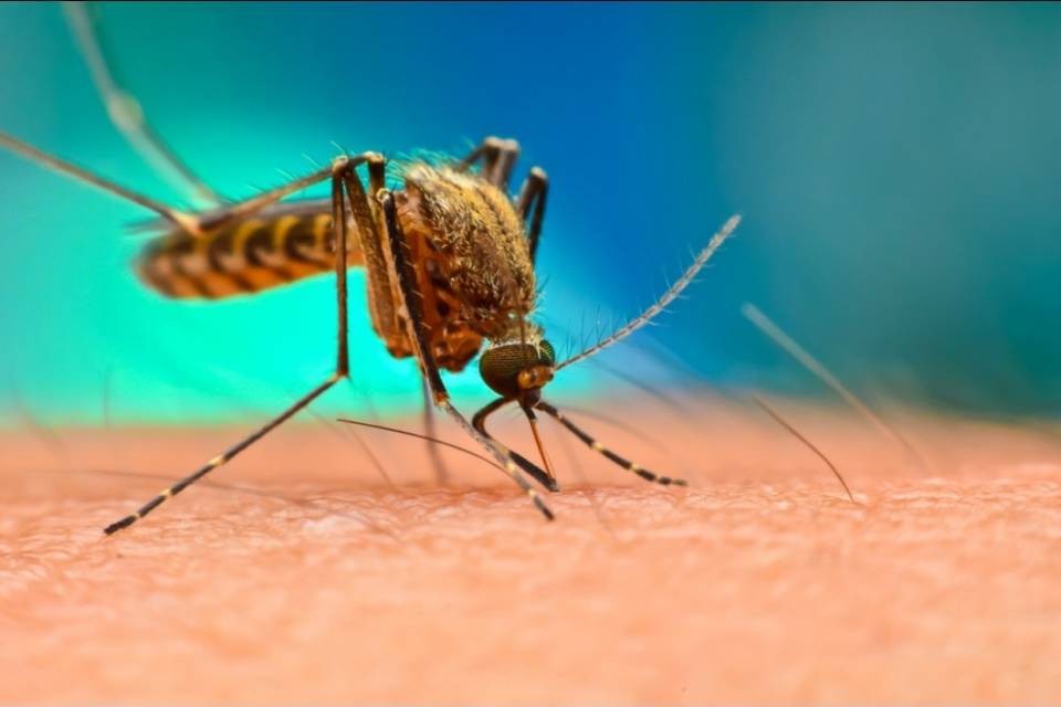 Trovato un anticorpo che potrebbe curare la malaria
