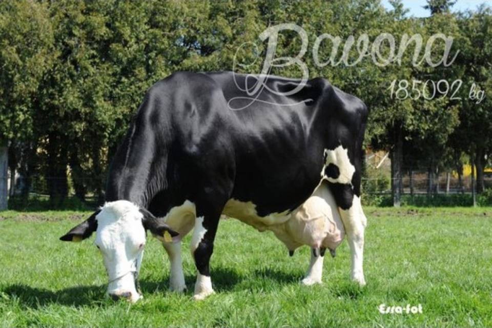 Una lattina uccide la mucca dei record