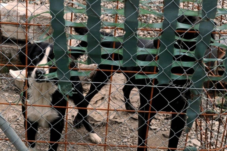 Tutela animali: in netto calo le infrazioni, stabili i maltrattamenti