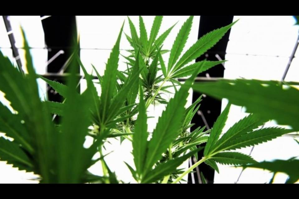 Bocciata la legalizzazione della canapa, ma i Verdi non ci stanno