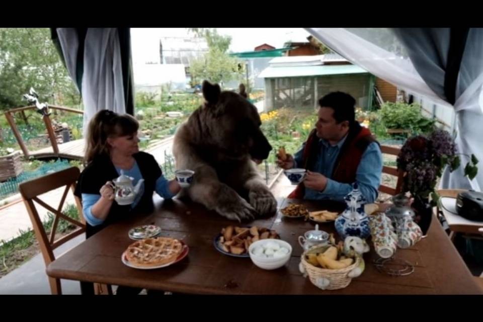 L'animale domestico? E' un orso