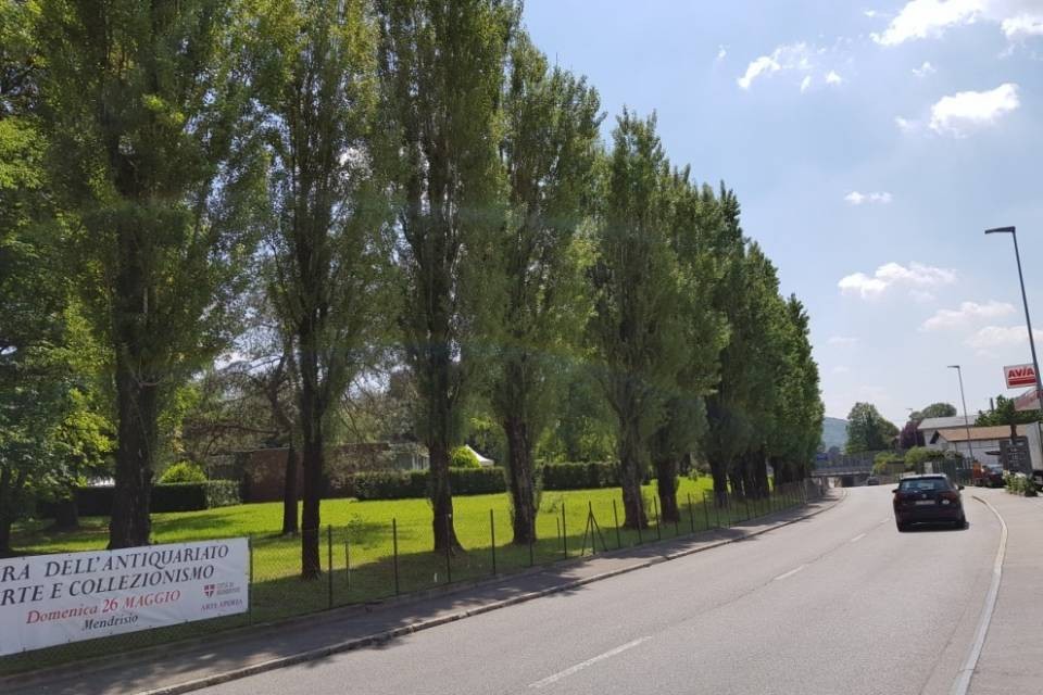 Mendrisio, pioppi a rischio per completare la ciclabile?