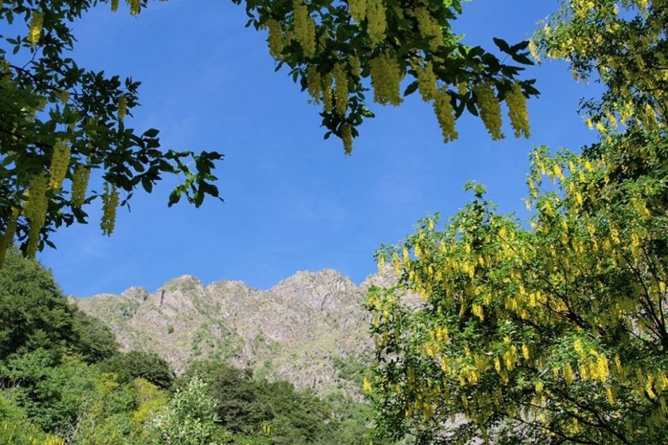 Valle di Arbedo, sbranato un asinello