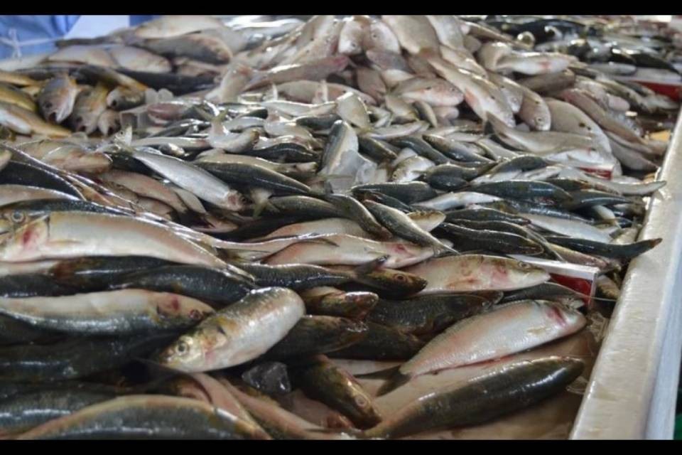 Pesce crudo nei ristoranti di Saronno: in arrivo maxi sanzioni