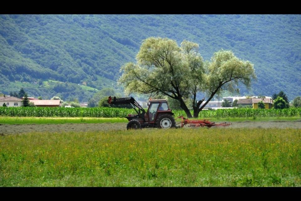 Economiesuisse, nuovo sistema di sovvenzioni per gli agricoltori