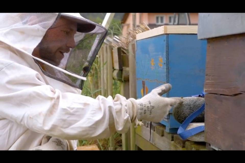 Allevare le api per salvare il pianeta