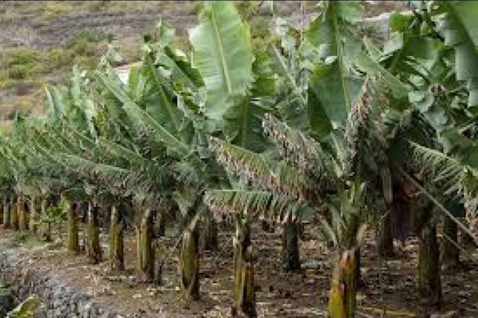 Fibre tessili dai banani