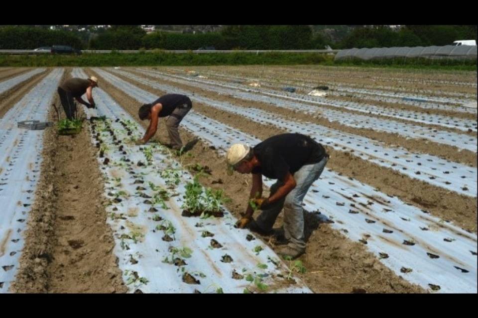 Iniziative agricole, i motivi della bocciatura
