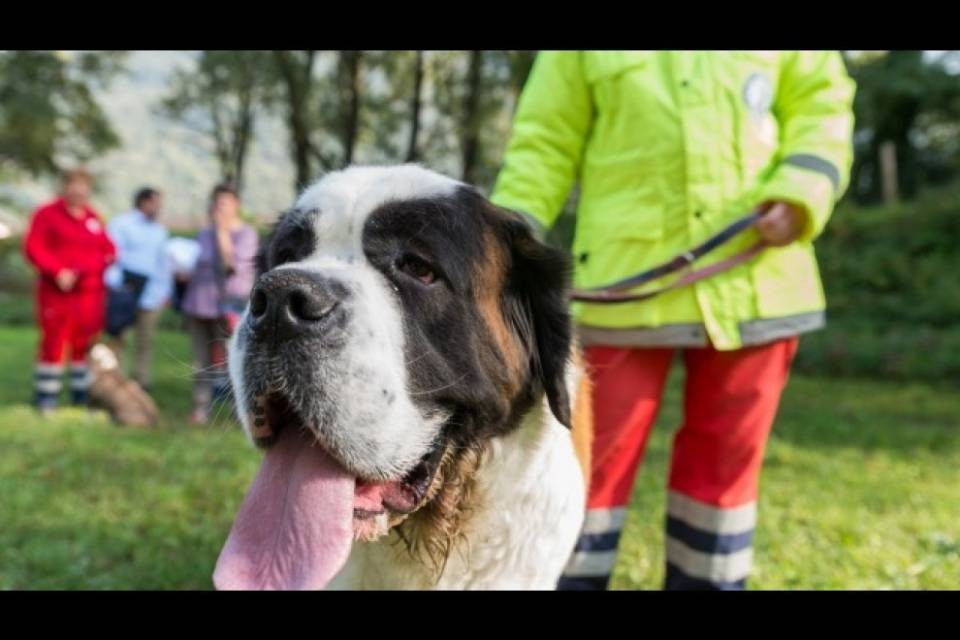 Un'area di svago per i cani sulla sponda sinistra della Maggia