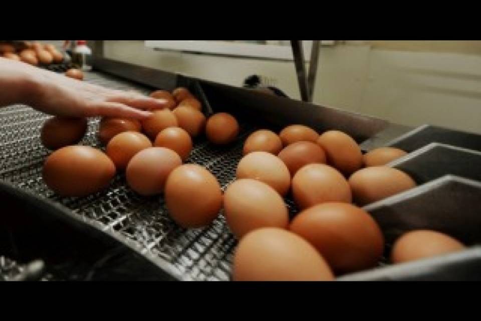 Uova contaminate: "In Ticino tutto sotto controllo"