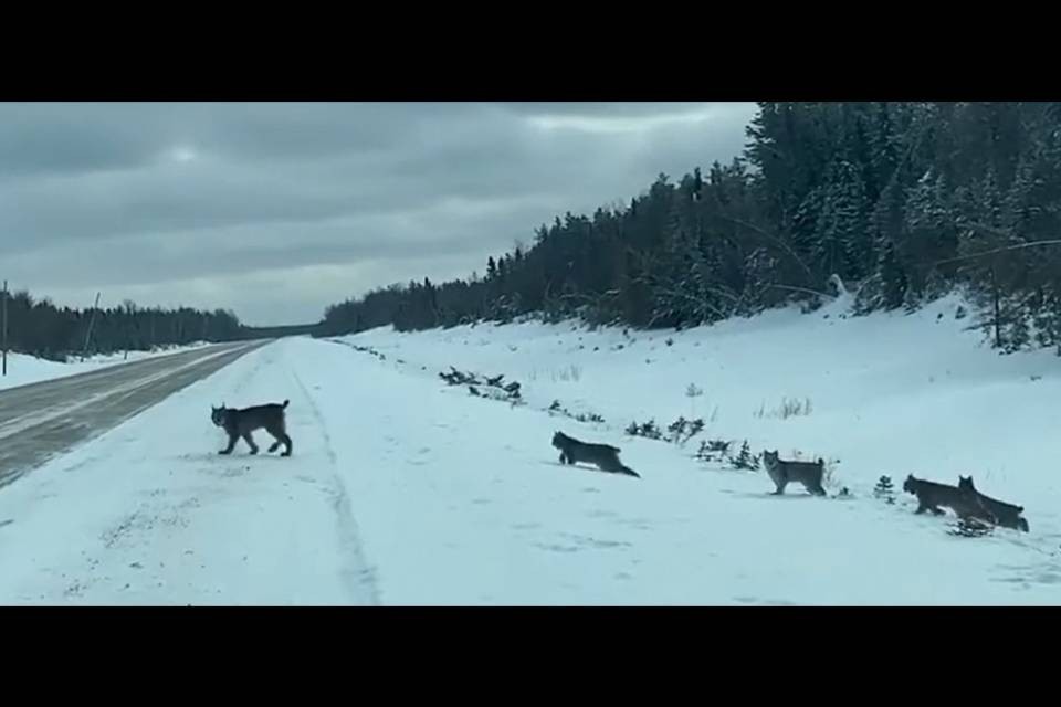 Quando una cucciolata di linci ti attraversa la strada