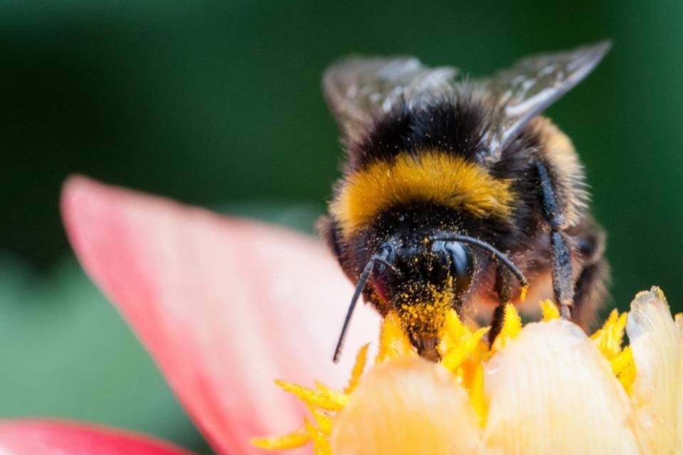 Il mutamento climatico sta estinguendo i bombi