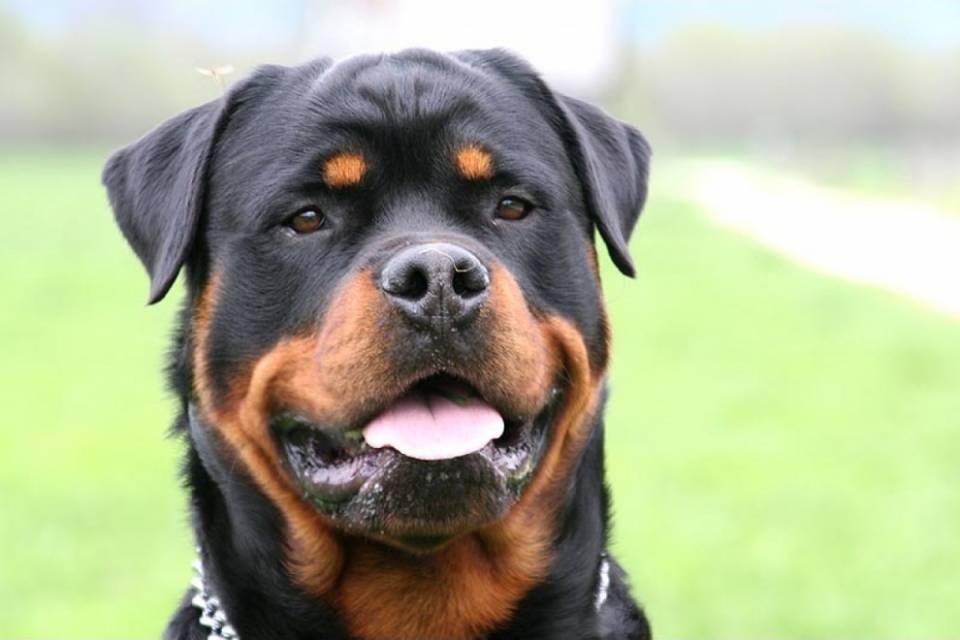 Rottweiler rinchiusi in una roulotte: oggi la soluzione?