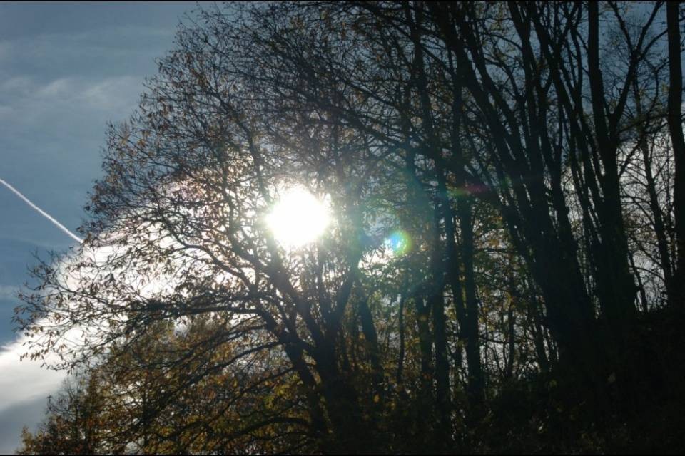 Piovono milioni sui boschi della Valle di Blenio