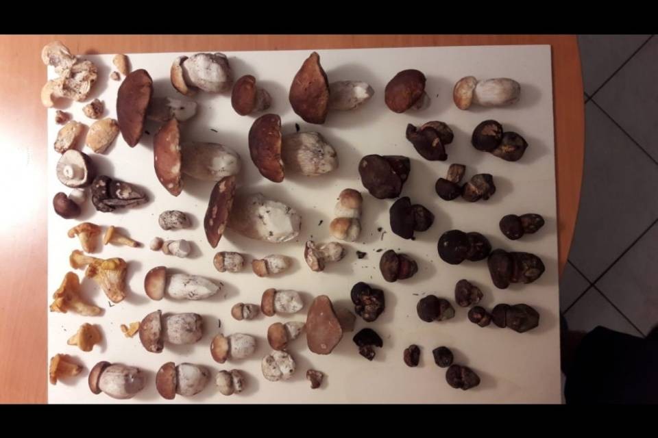 Funghi in Ticino, "eppure qualcosa si sta muovendo"
